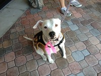 Sassy_at_yappy_hour_thumb
