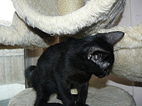 Spayday_kitten_001_thumb