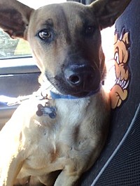 Dory_on_her_way_to_her_new_foster_home_thumb