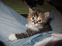 Mavis1_thumb