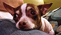 Bebe_laying_in_lap_thumb