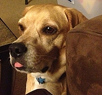Buddy_hiding_thumb