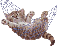 Hammock Cat
