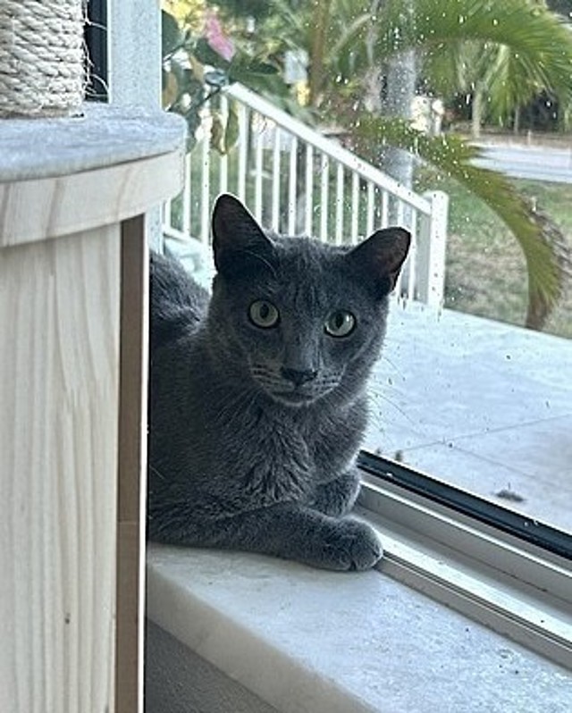 Bella Blue