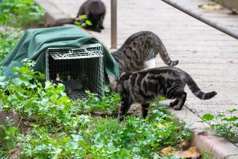 a-group-of-stray-cats-going-inside-a-trap_Bykofoto_Shutterstock.jpg