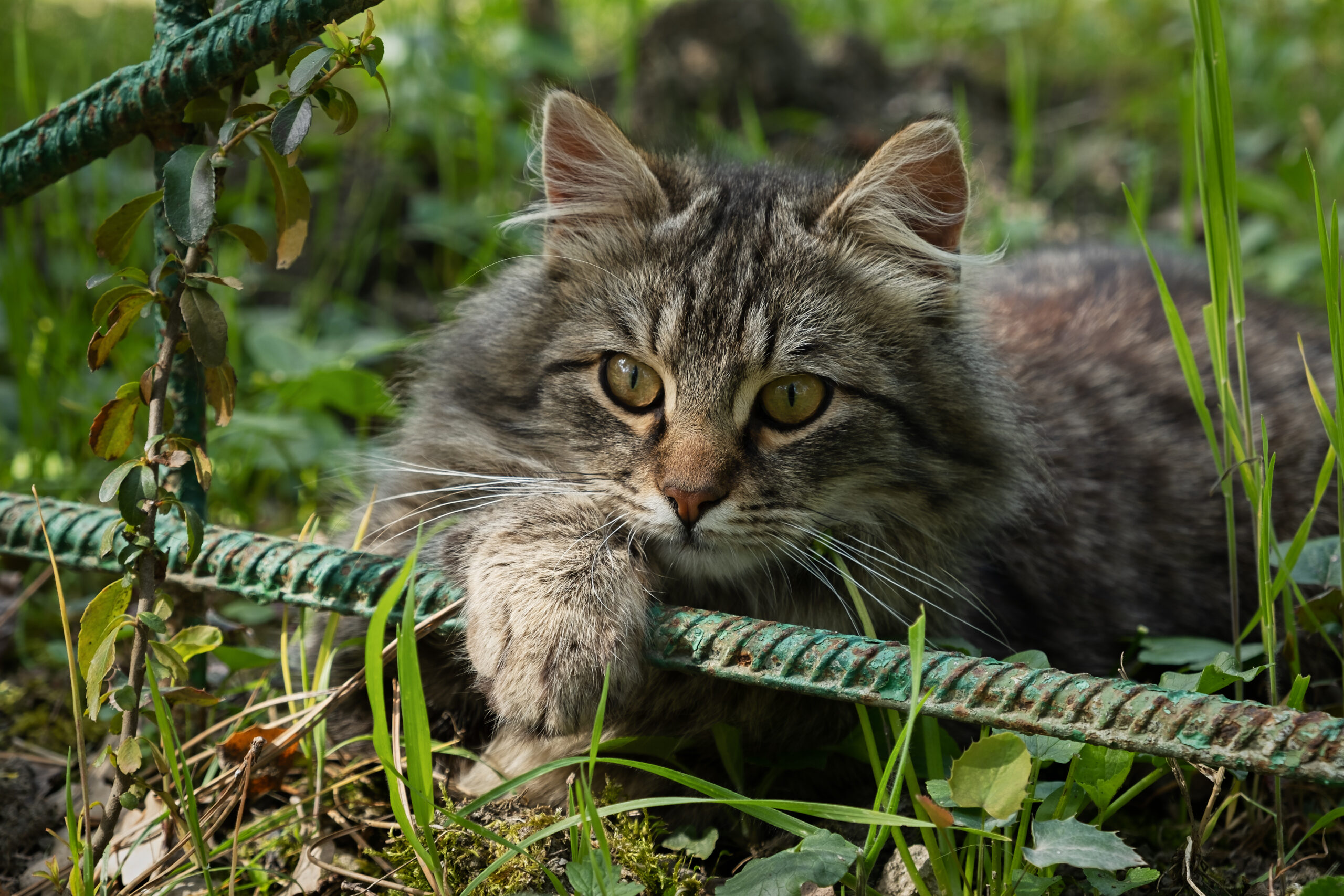 A striped young cat with surprised eyes in the garden. Close-up portrait, looking directly at the camera. Blurred background of green foliage. Walking on the street, exploring nature. Warm summer day