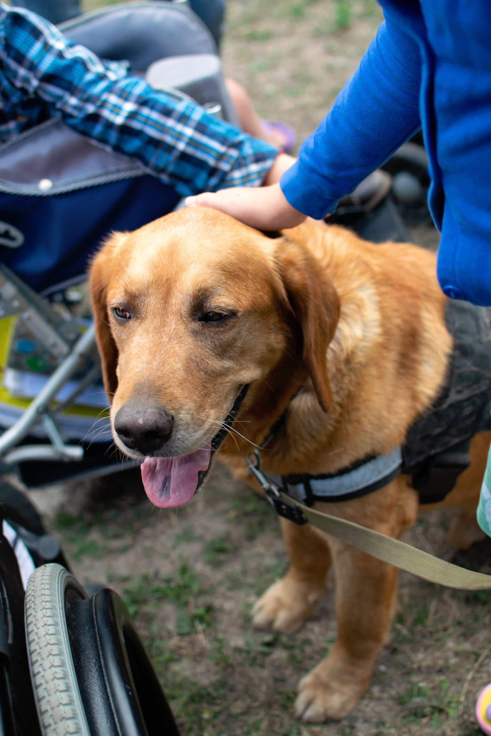Canis Dog Therapy. Labrador dog and disabled children on green grass. Dog-Assisted Therapies and Activities in Rehabilitation of Children with Cerebral Palsy and Physical and Mental Disabilities.