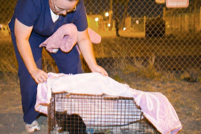 tnr2