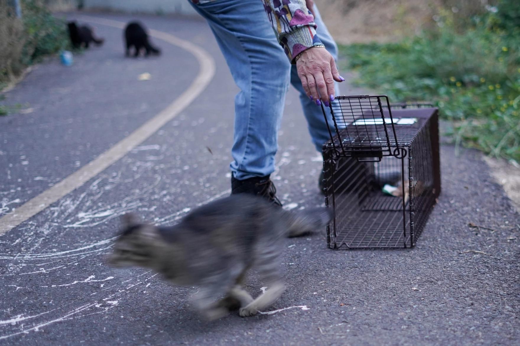 tnr4