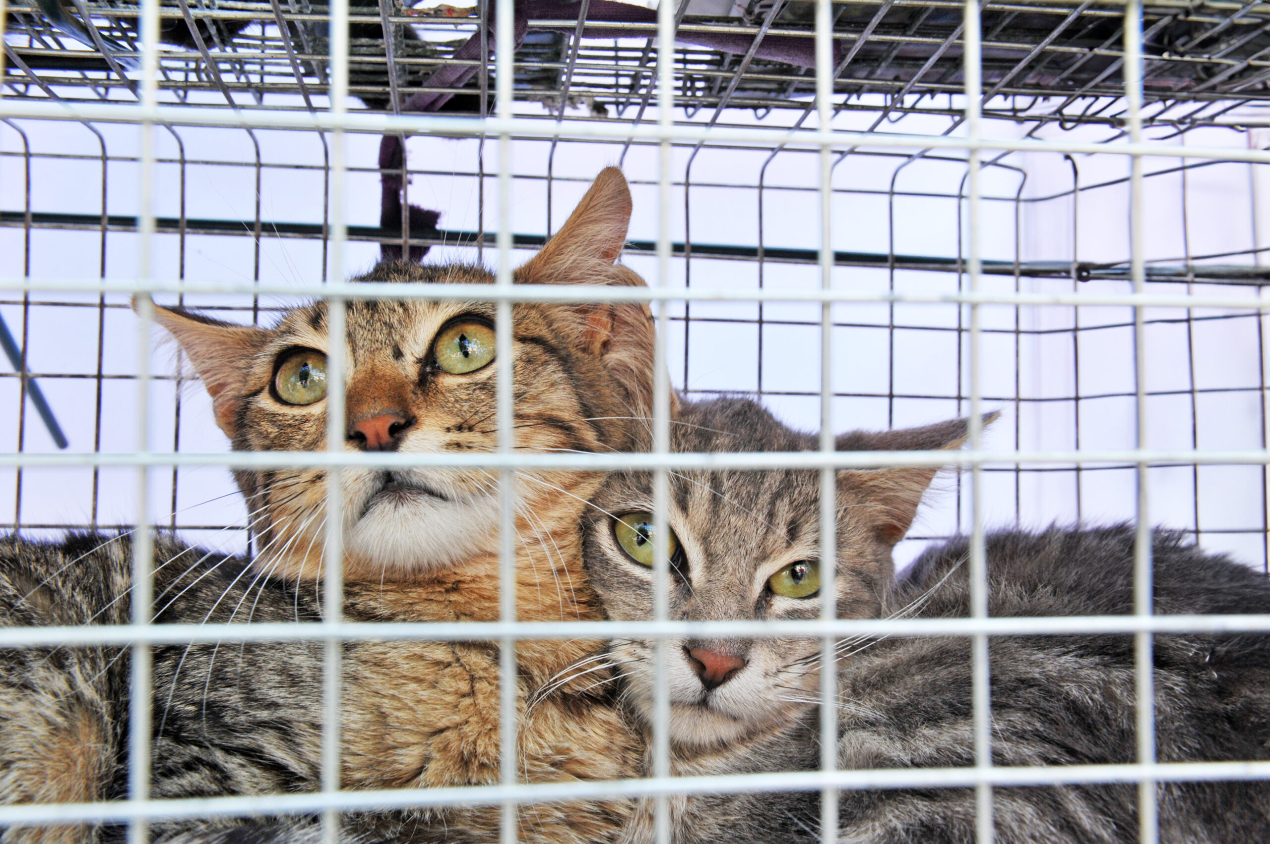 picture of two feral cats in a cage