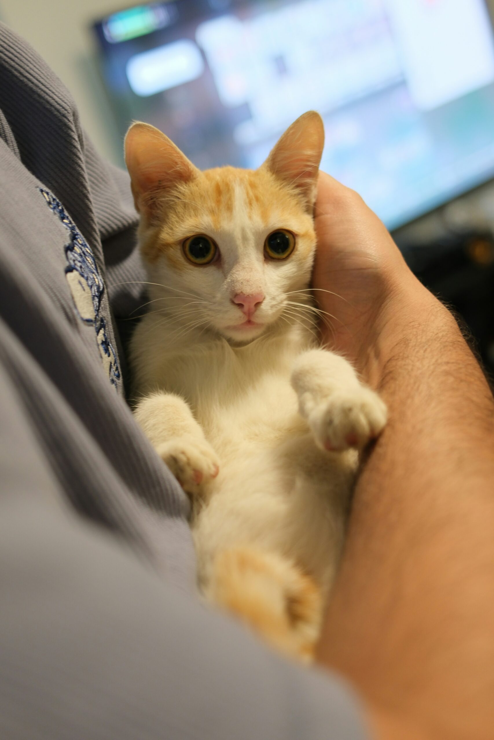 Photo by <a href="https://unsplash.com/@yohjixxxx?utm_source=unsplash&utm_medium=referral&utm_content=creditCopyText">Merci L</a> on <a href="https://unsplash.com/photos/a-black-and-white-cat-is-being-petted-by-a-person-EUXDnFOaMZA?utm_source=unsplash&utm_medium=referral&utm_content=creditCopyText">Unsplash</a>
      