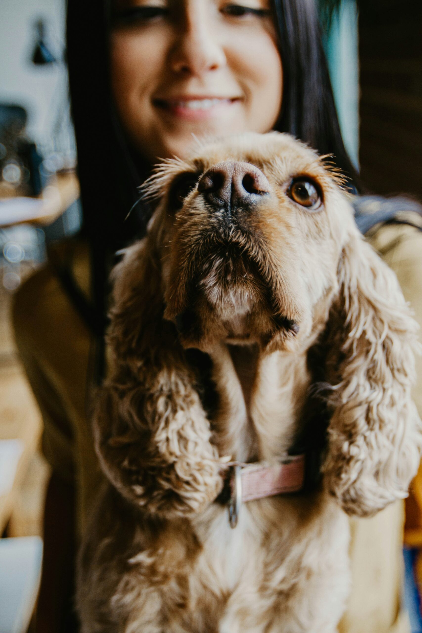 Photo by <a href="https://unsplash.com/@galibagi?utm_source=unsplash&utm_medium=referral&utm_content=creditCopyText">GALINA BOGDANOVA</a> on <a href="https://unsplash.com/photos/a-small-kitten-rests-on-a-persons-shoulder-jfq2EwqYxLs?utm_source=unsplash&utm_medium=referral&utm_content=creditCopyText">Unsplash</a>
      