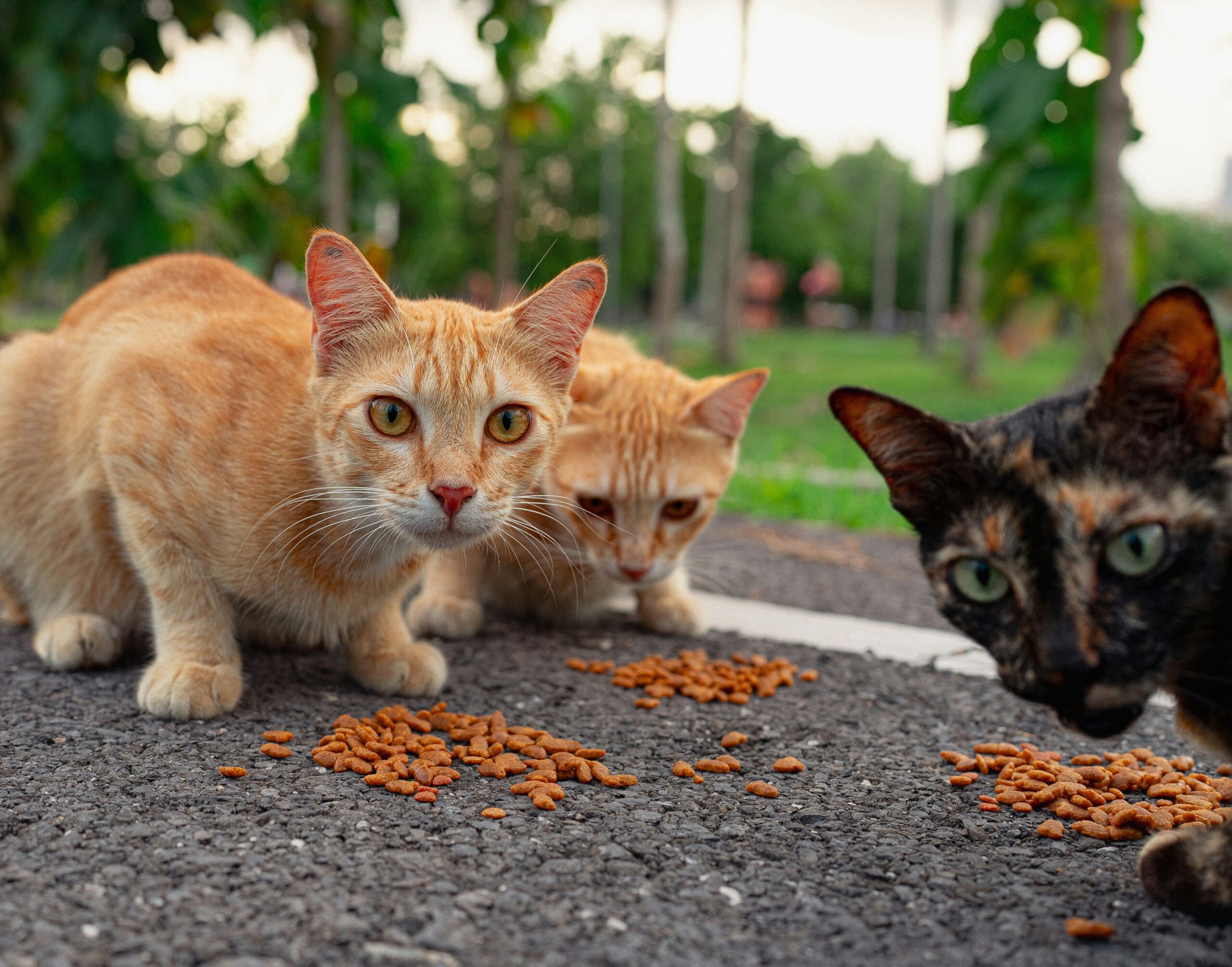 Photo by <a href="https://unsplash.com/@maxbvp?utm_source=unsplash&utm_medium=referral&utm_content=creditCopyText">Max Bvp</a> on <a href="https://unsplash.com/photos/cats-are-eating-food-from-the-road-BToukmqQvvw?utm_source=unsplash&utm_medium=referral&utm_content=creditCopyText">Unsplash</a>
      