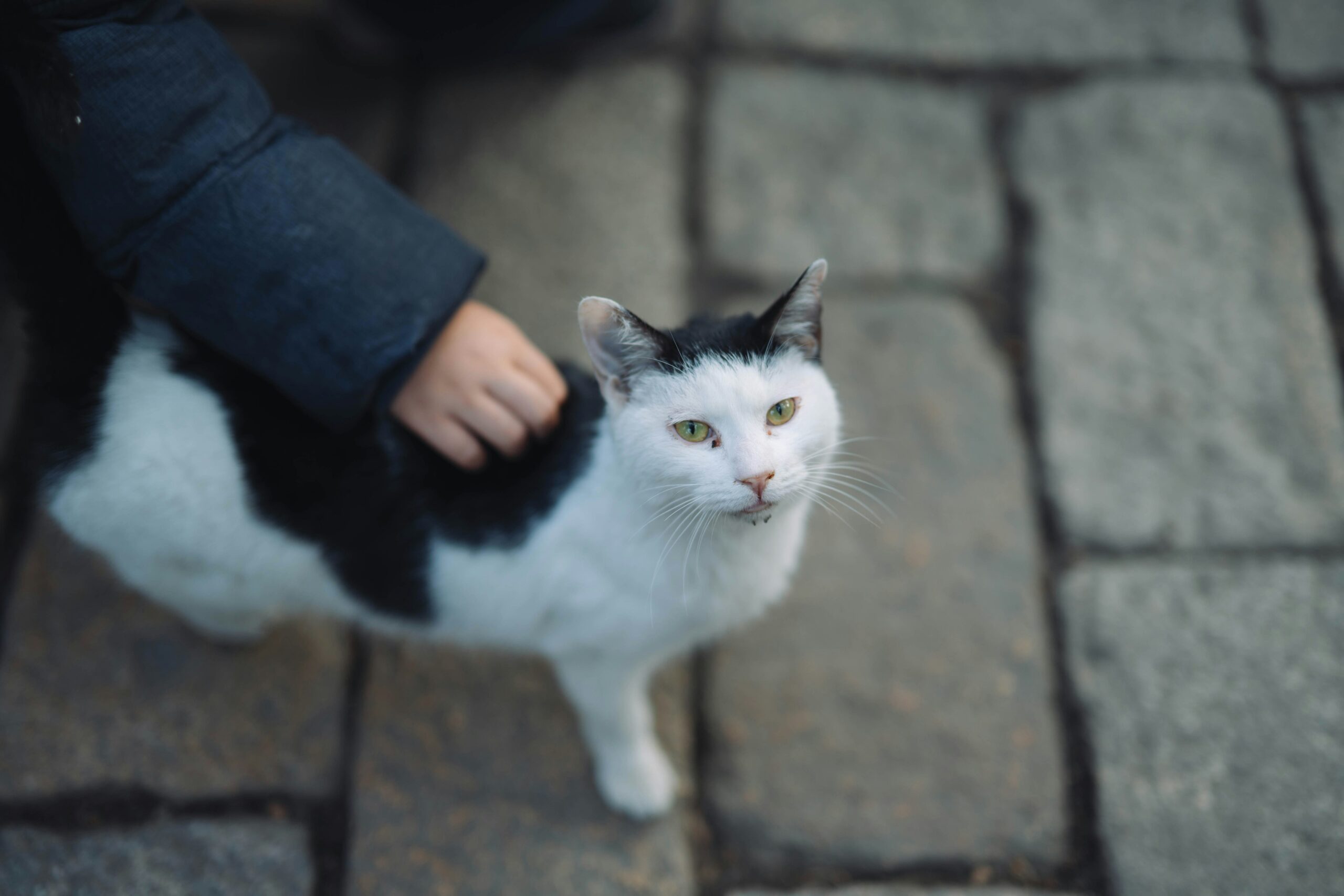 Photo by <a href="https://unsplash.com/@yohjixxxx?utm_source=unsplash&utm_medium=referral&utm_content=creditCopyText">Merci L</a> on <a href="https://unsplash.com/photos/a-black-and-white-cat-is-being-petted-by-a-person-EUXDnFOaMZA?utm_source=unsplash&utm_medium=referral&utm_content=creditCopyText">Unsplash</a>
      