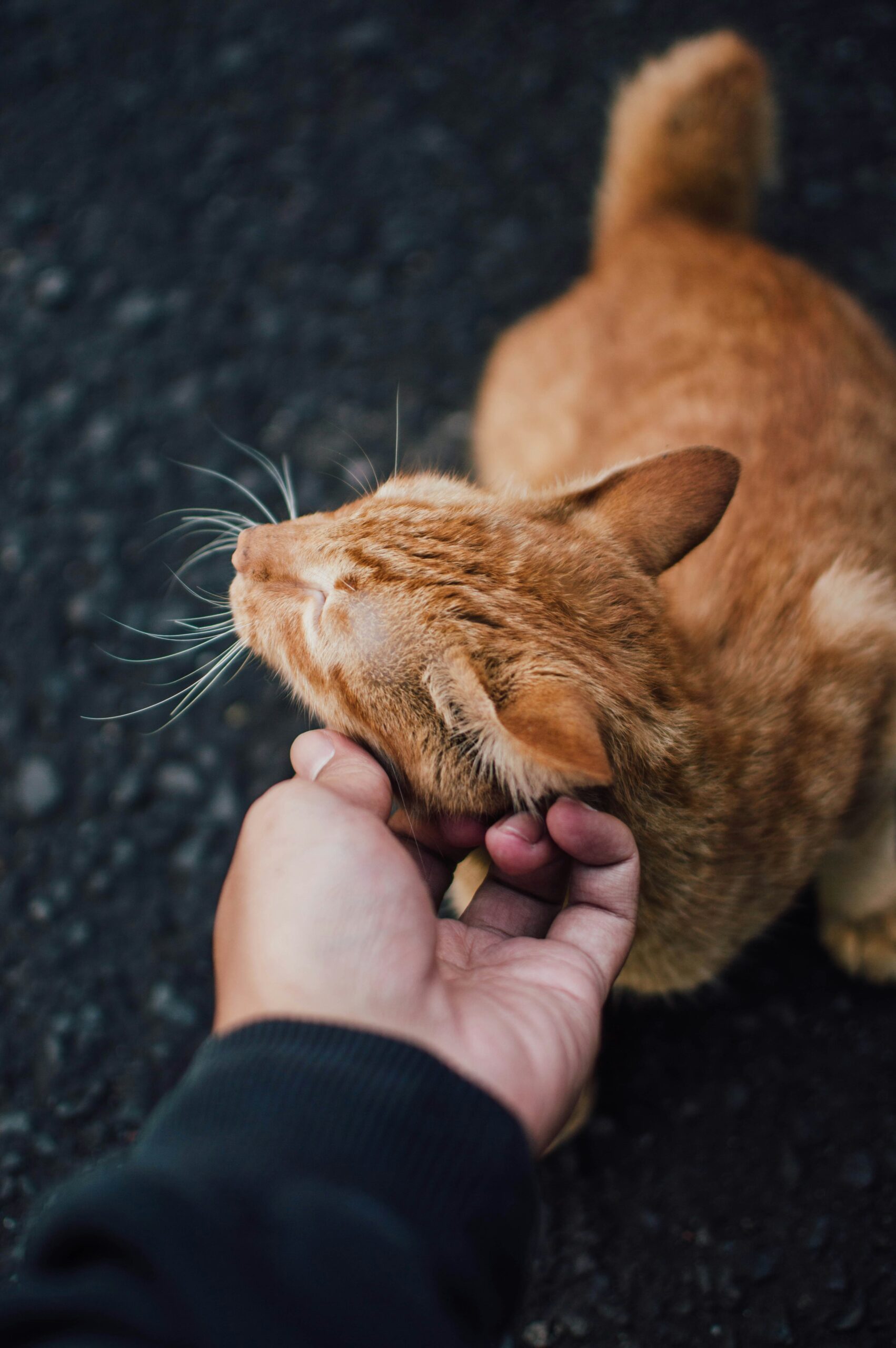 Photo by <a href="https://unsplash.com/@jogara_0?utm_source=unsplash&utm_medium=referral&utm_content=creditCopyText">JOGphotos</a> on <a href="https://unsplash.com/photos/a-black-and-white-cat-sitting-on-the-ground-5DANuyJJYqc?utm_source=unsplash&utm_medium=referral&utm_content=creditCopyText">Unsplash</a>
      