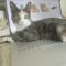 Halsey