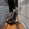 Meowideth Gray