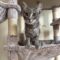 Meowideth Gray