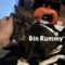Gin Rummy