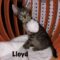 Lloyd