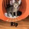 Rip