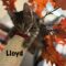 Lloyd