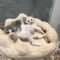 Puff