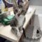 Hector JT