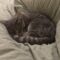Meowideth Gray