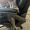 Meowideth Gray