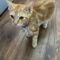 Marmalade