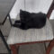 Test Cat