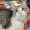 Buttermilk
