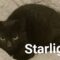 Starlight