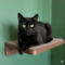 Salem