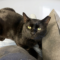 Salem