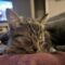 Mini / Mazzy