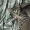 Mini / Mazzy