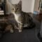 Bootsie