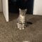 Bootsie