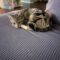 Bootsie