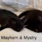 Mayhem