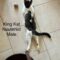 King-Kat