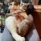 King-Kat