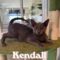 Kendall