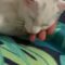 Jellybean