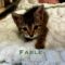 Fable