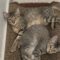 Test Cat