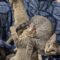 Test Cat