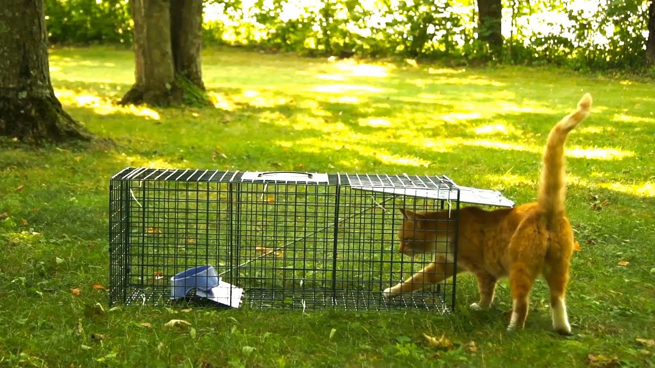 rgance cat trap